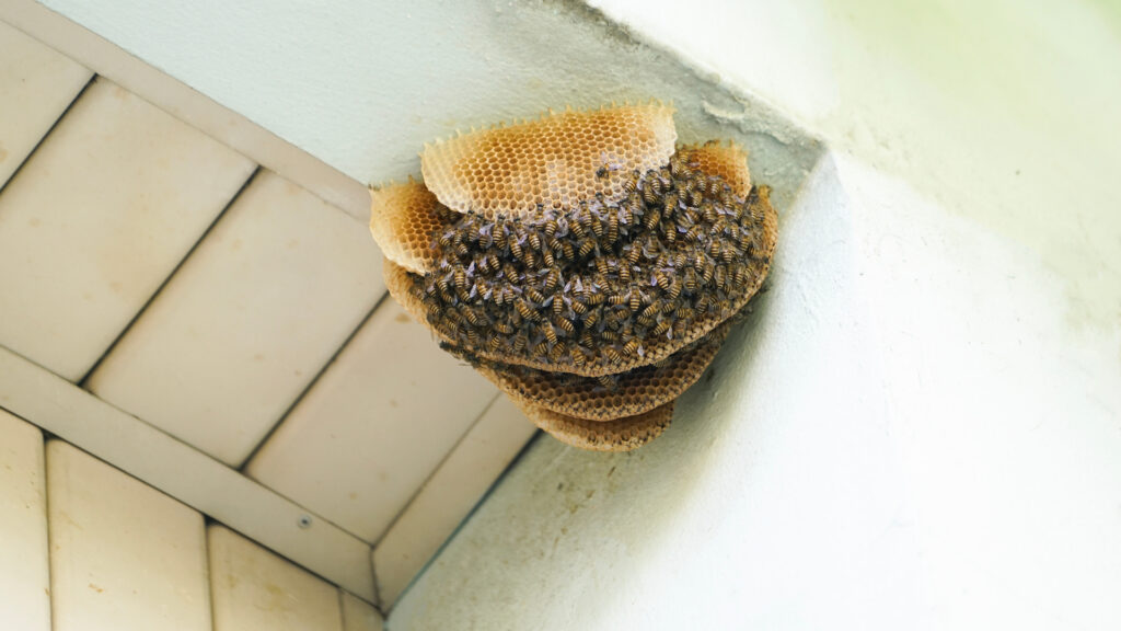 Honeybee nest