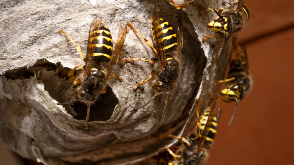 Aerial paper wasp