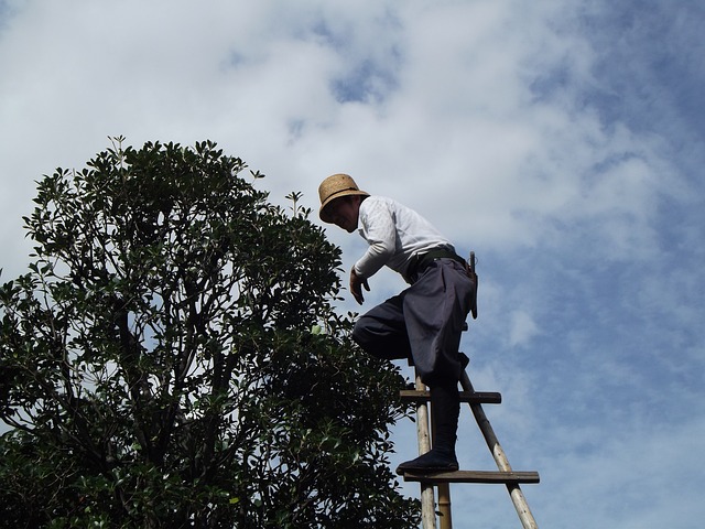 person on a ladder up high trimming a tree, one way to kill carpenter ants in trees