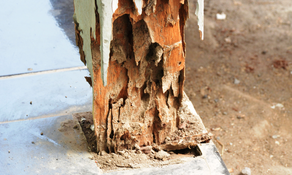 termite damage to painted wooden pole