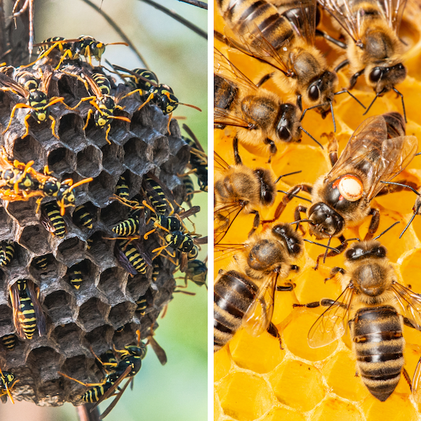 comparison of wasp nests and bee nests. left side of the image shows a paper hive covered and black and yellow wasps while the right is a yellow honey bee hive covered in honey bees