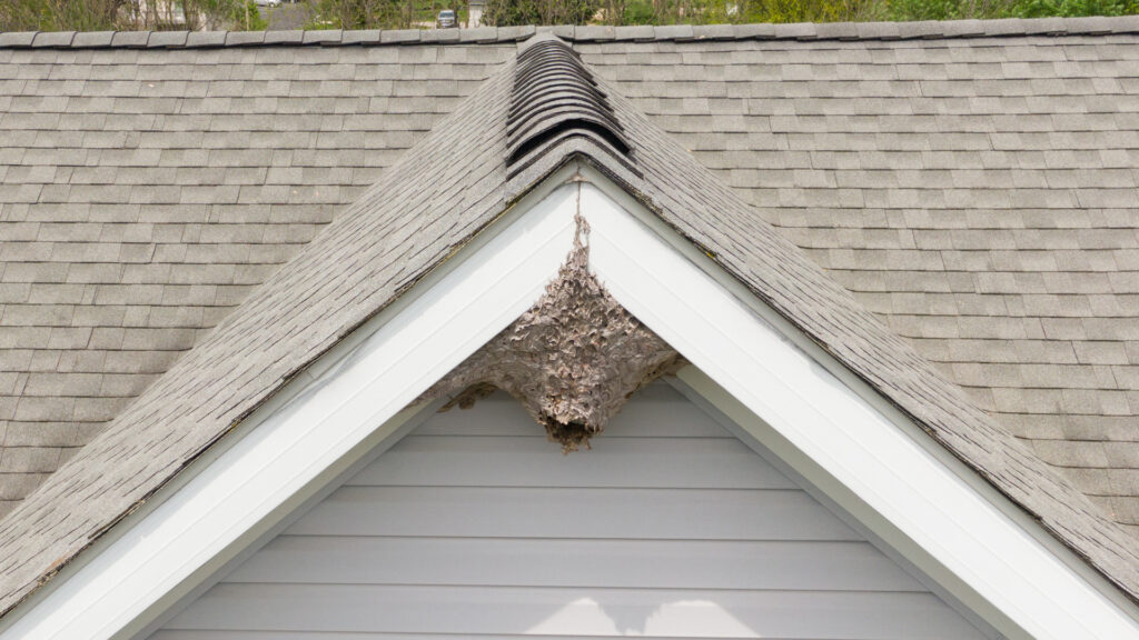 Paper wasp nest