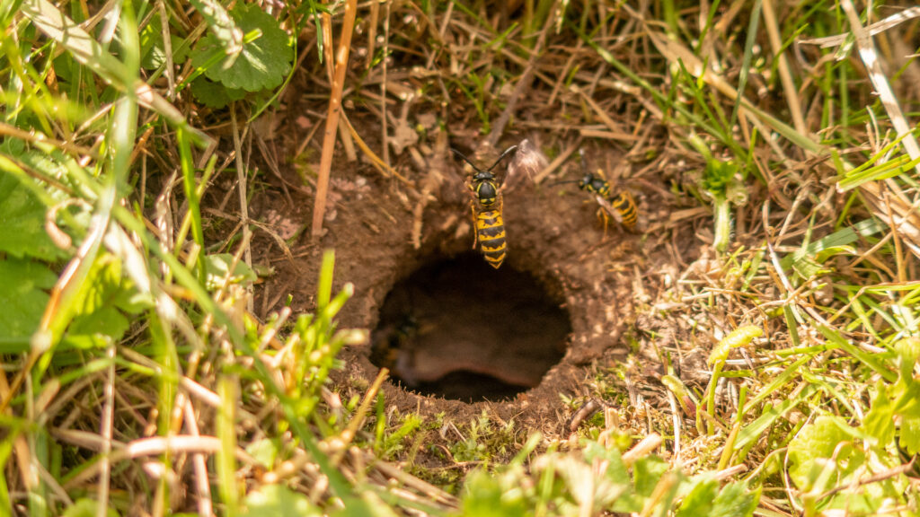 Wasp ground nest