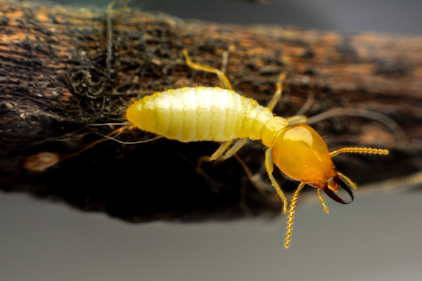 Soldier termite crawing on a tree limb