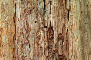 A dead tree still standing with no bark with the core rotting showing many layers of decay and decomposition with insect holes closeup view for background and textures