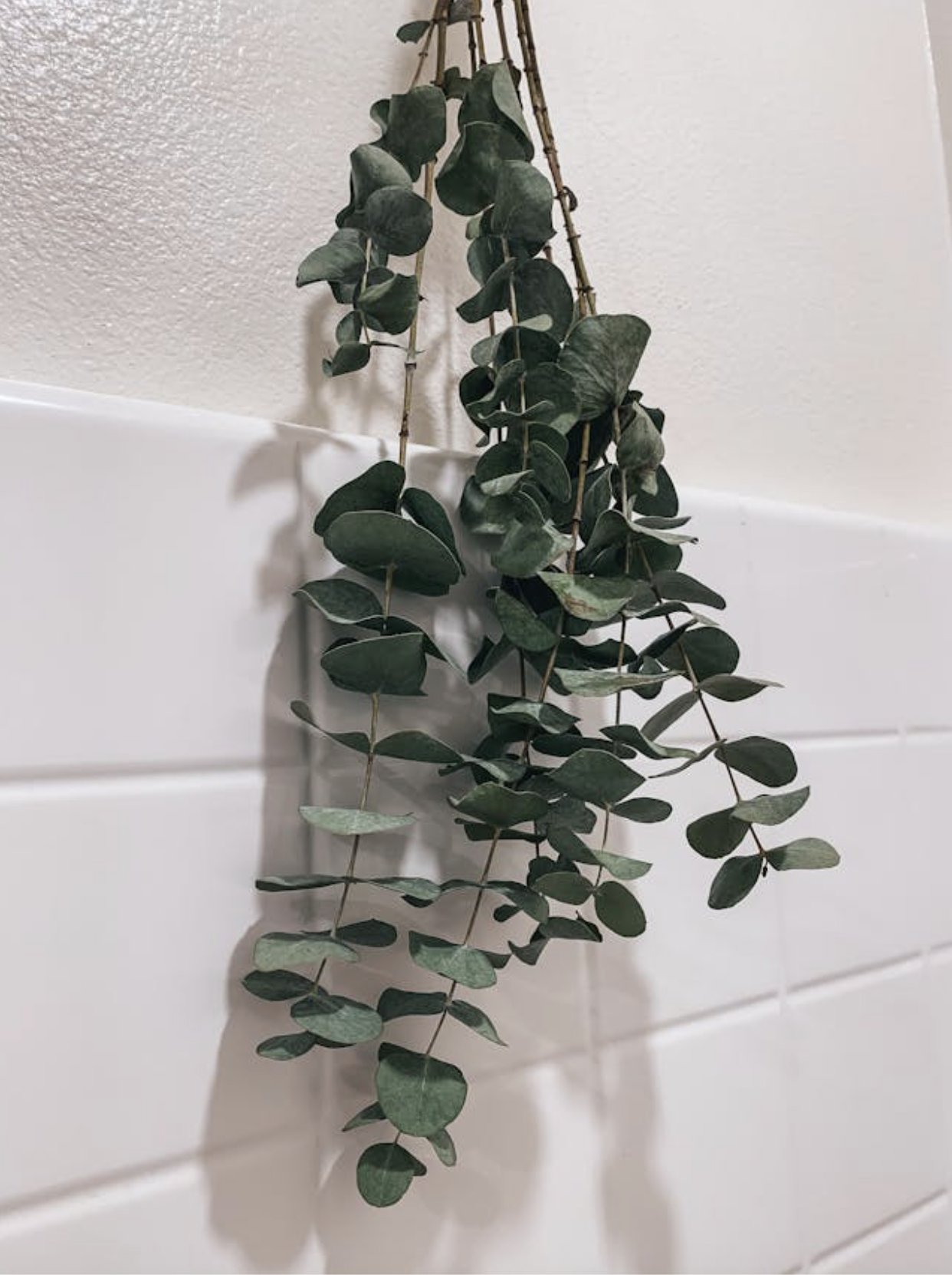 a plant from a wall
