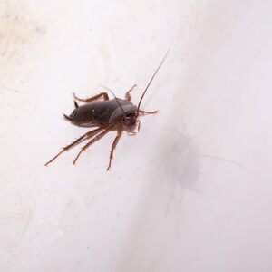 American cockroach climbing on a dirty bathtub, one of the roaches in Colorado 