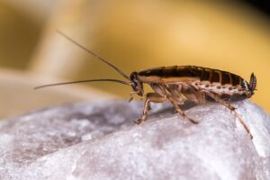 German cockroach on a rock, one of the roaches in Colorado