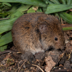 Meadow vole on dirt and grass. Meadow voles in Colorado Springs
