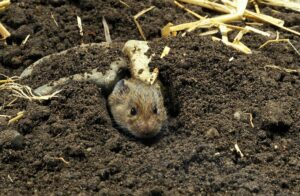 Common Vole, microtus arvalis, Head of Adult emerging from Tunnel