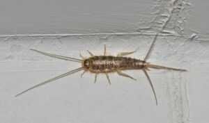 Silverfish Ctenolepisma longicaudatum isolated on a white wall interior of a home. Common household pests 