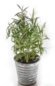 rosemary in a tin pail
