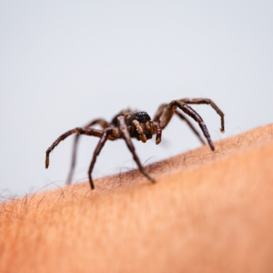 large spider crawling on skin