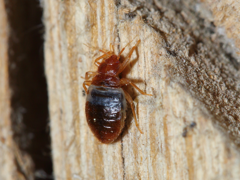 Bat bug crawling on wood, one of the bugs that look like bed bugs