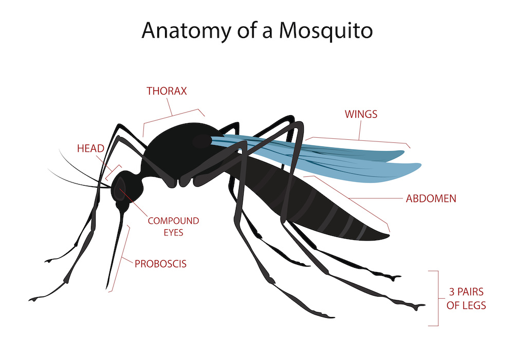 Anatomy of a mosquito, illustration of biology and animals, Anatomy of an adult mosquito, Disease Transmission