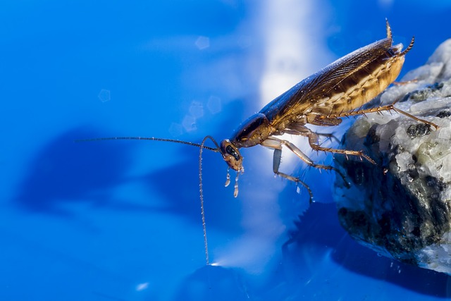 german cockroach on a rock in front of a blue background