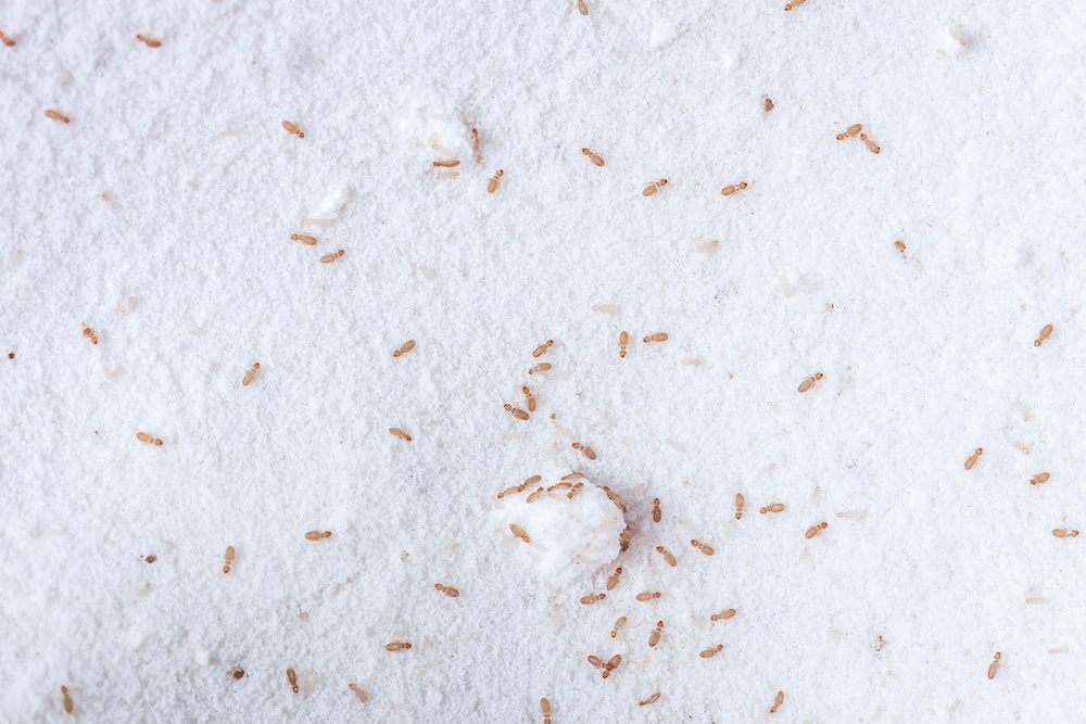 Booklice or barklice feeding in flour. Little Liposcelis bostrychophila in order Psocoptera. Small brown Trogium pulsatorium, common booklouse on domestic kitchen. Food pest macro life top view