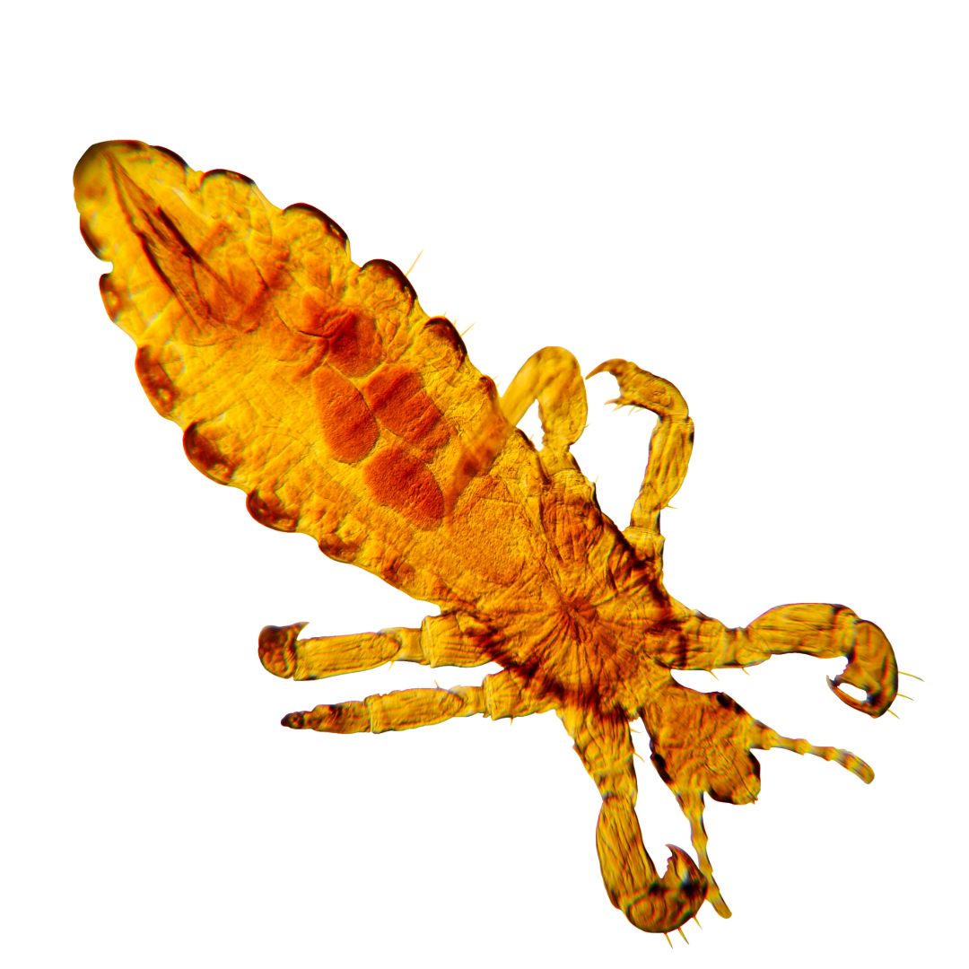 Macro image of an adult lice