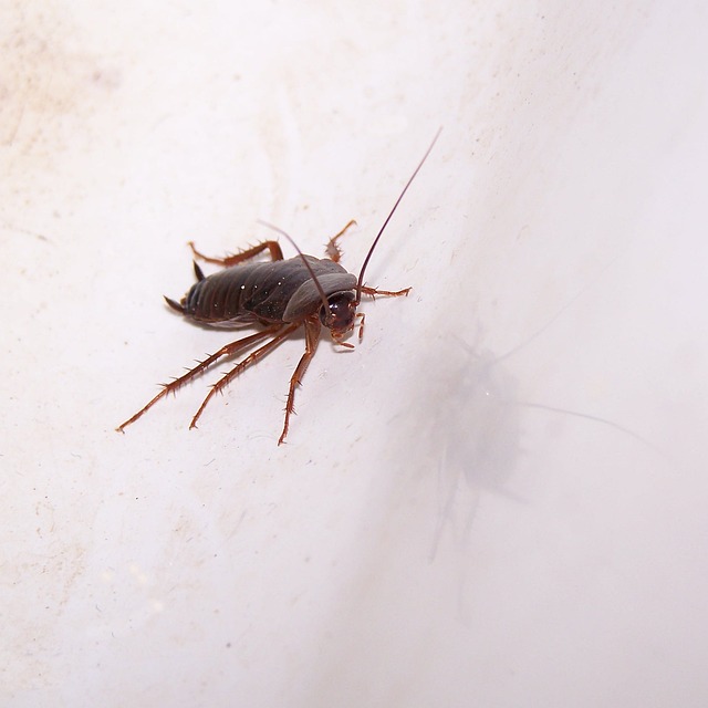 cockroach climbing up a cup