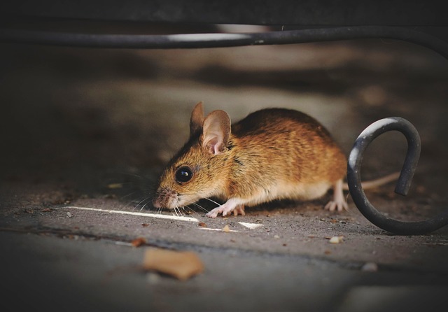 Small house mouse under an appliance 