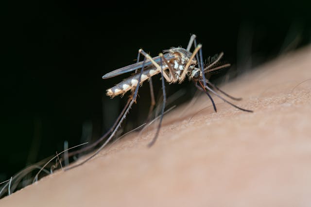 mosquito sucking on a person's skin