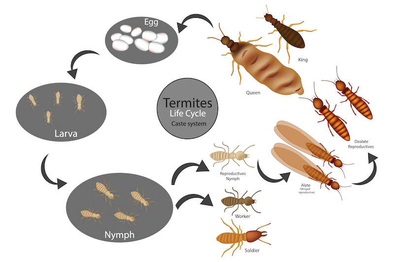 Termite Life Cycle and Reproduction. Caste System