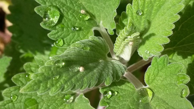 Macro image of catnip with water droplets