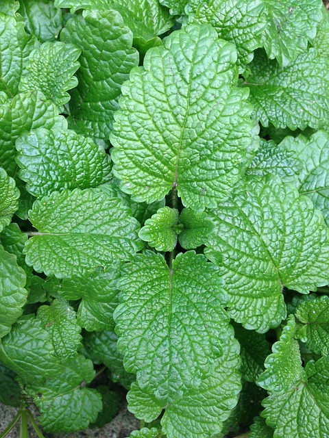 mint plant