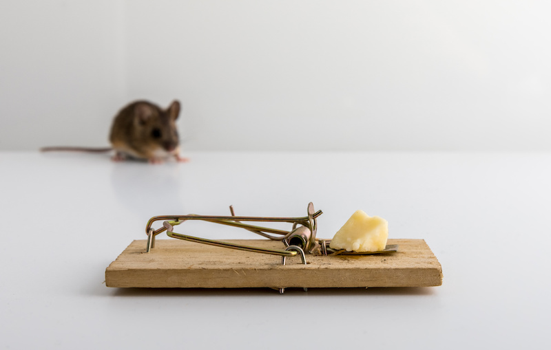 Mouse trap with cheese bait, and a small wood mouse, Apodemus sylvaticus, out of focus in the back, light background