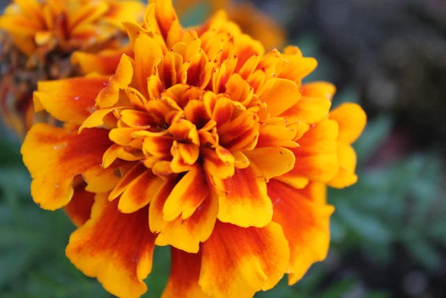 Macro of an orange marigold 