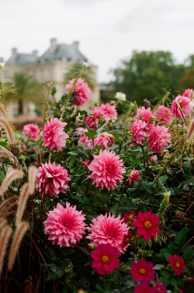 Pink Chrysanthemums on a bush