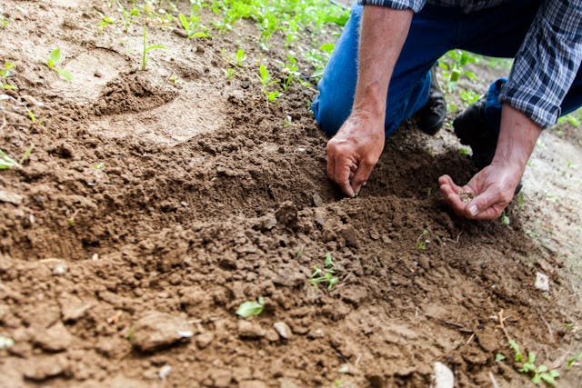 person digging through dirt and landscaping their lawn