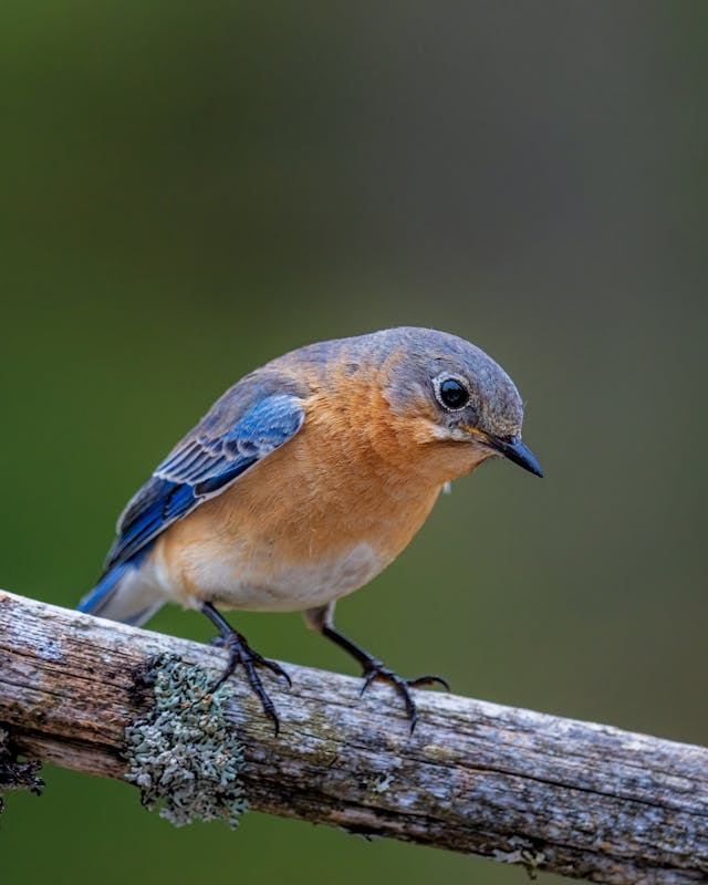 Bluebird on a tree limb, a form of organic tick control