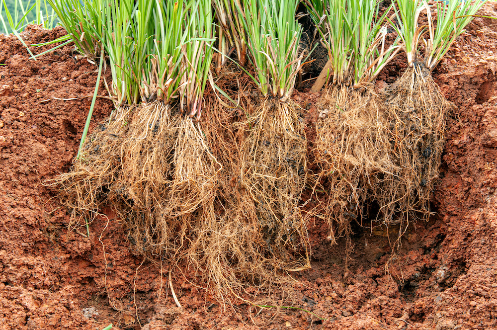 Vetiver Grass, one of the top plants that repel termites