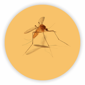Worker termite within an orange overlay