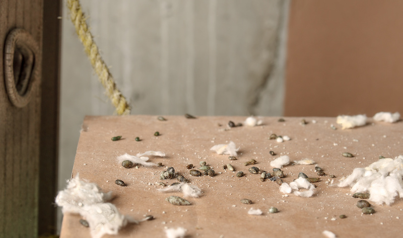 Lots of mice poop on cardboard box with ceiling insulation pieces. Close up of many rodent droppings in service room, showing massive mice infestation in building. Selective focus.