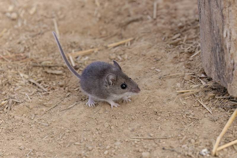 The deer mouse (Peromyscus maniculatus) north American native rodent, often called the North American deermouse