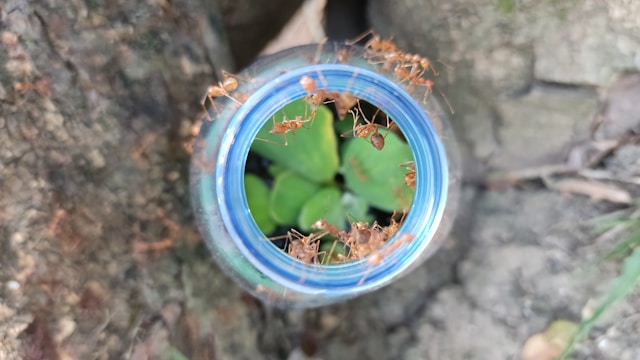 Ants crawling around in a liquid trap