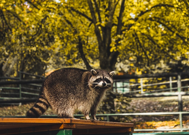 Racoon on a picnic table