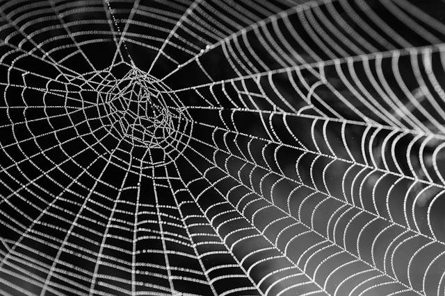 spider web in a garage