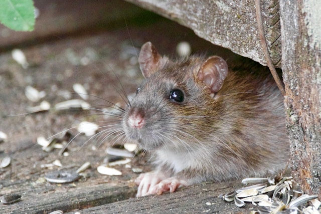 Rat peaking out under a structure 