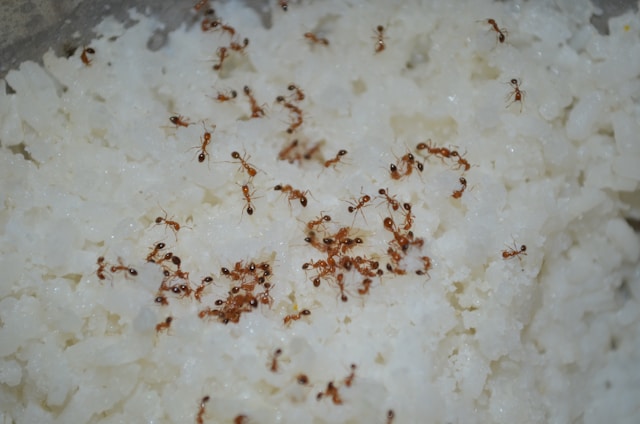 Red fire ants crawling around in rice