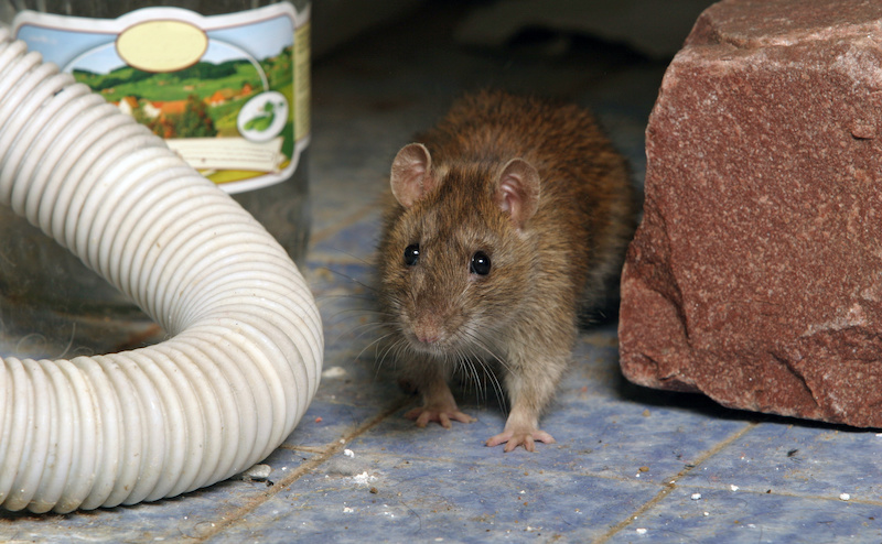 rat in the toilet looking for old water