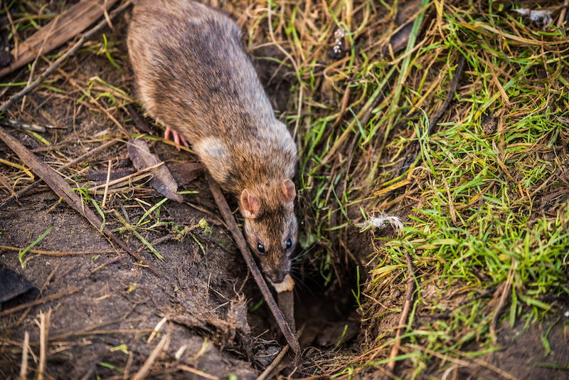 Brown rat hiding in a hole on muddy ground.