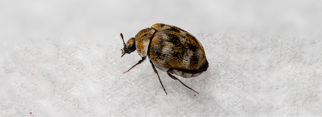 Photo inspiration: Carpet Beetle Photo Inspiration