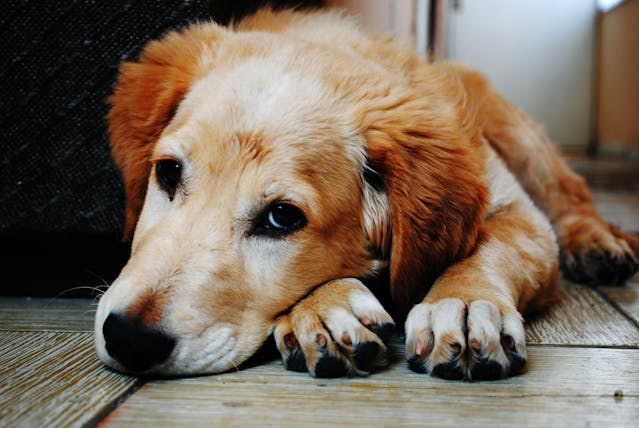 dog looking sad on the ground