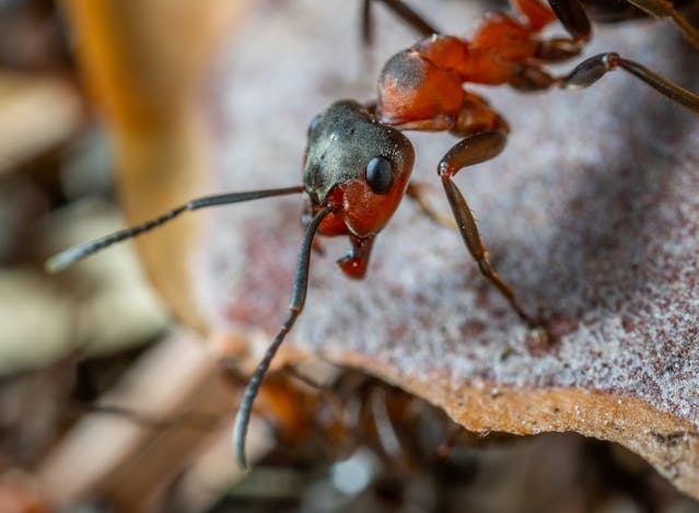 carpenter ant crawling on a rock