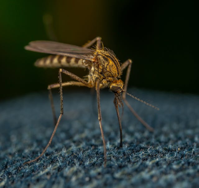 mosquitoes biting through jeans