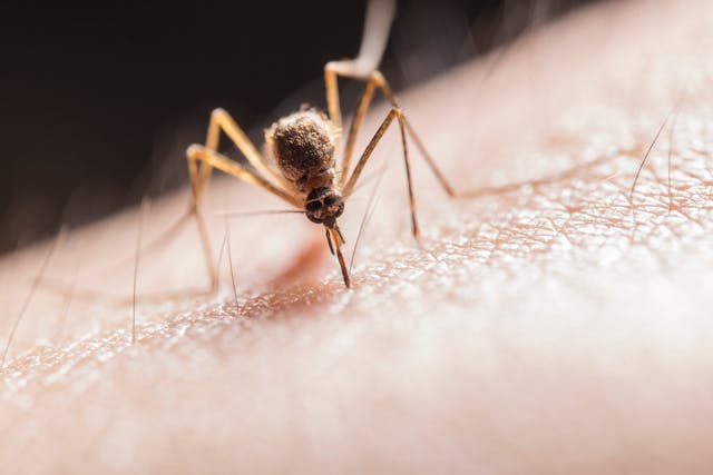 mosquito biting someone on the arm