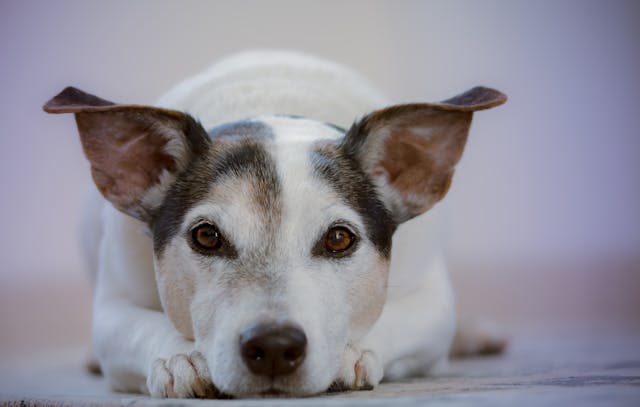 small dog looking at the camera 